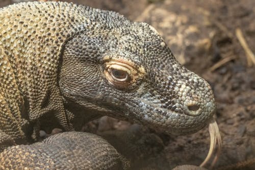 A large lizard with its head down on the ground