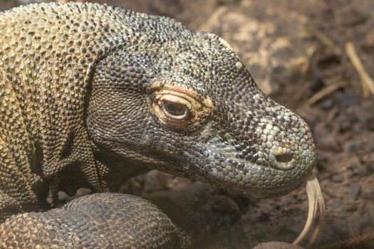 Detailed portrait of a Komodo dragon in Perth, Australia showcasing its textured skin and fierce gaze.