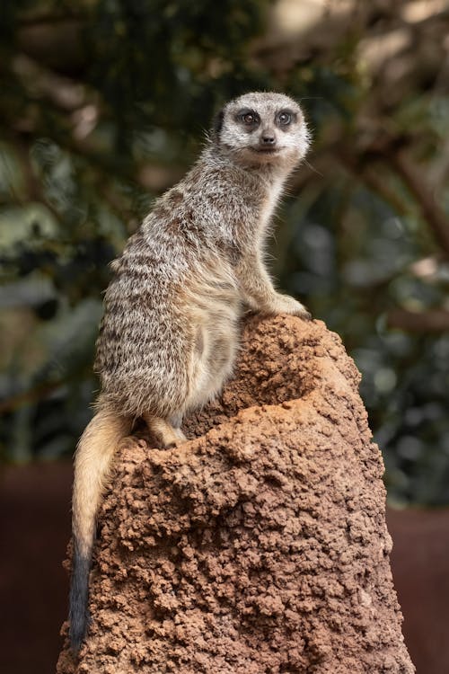 Foto profissional grátis de curiosidade, fotografia animal, jardim zoológico