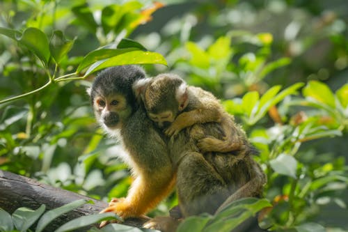 Squirrel monkey with baby in the forest