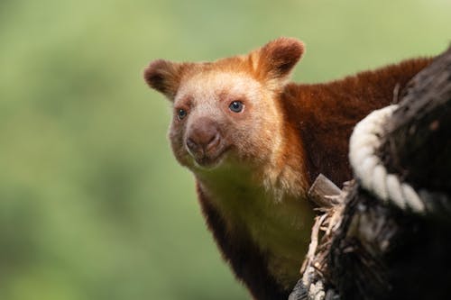 Gratis stockfoto met Boom-Kangoeroe, dieren in het wild, dierenfotografie