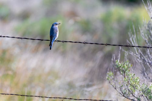 A blue bird sitting on a barbed wire fence