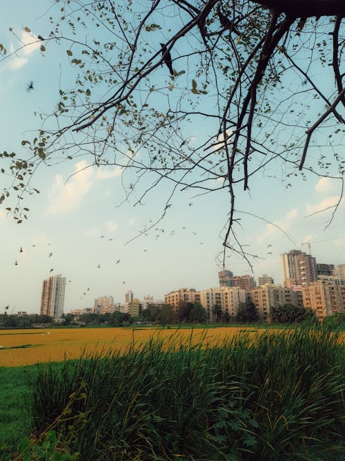 Gratis stockfoto met appartementen, gebouwen, gras