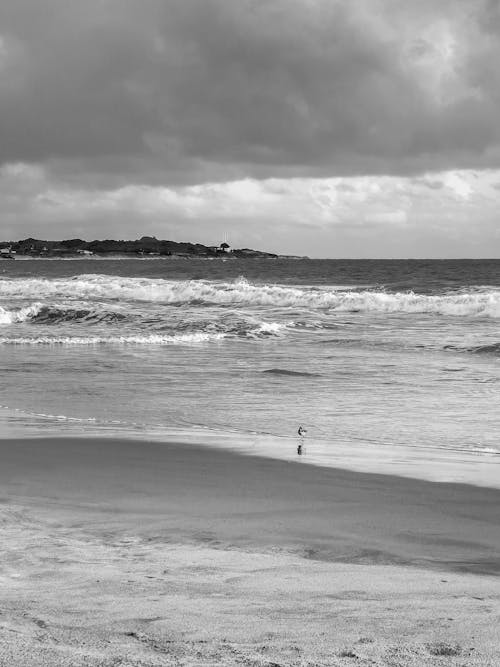 Photos gratuites de bord de la mer, mer, noir et blanc