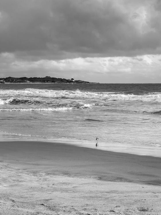 Photos gratuites de bord de la mer, mer, noir et blanc