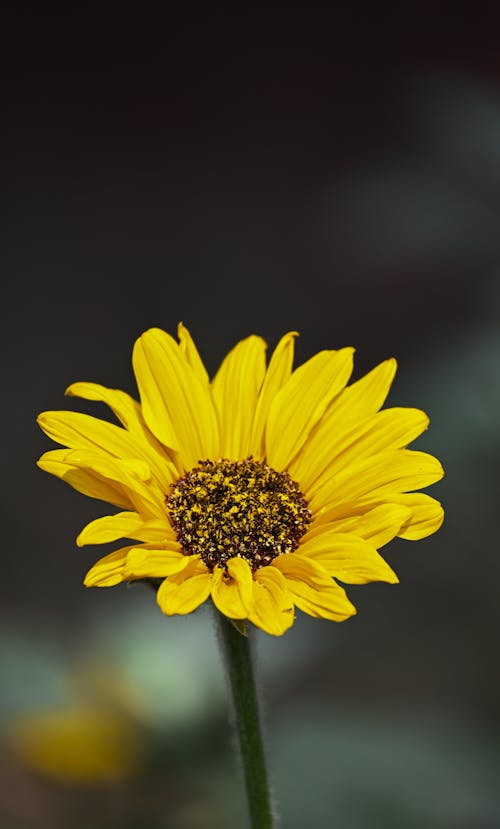 Бесплатное стоковое фото с красивый цветок, лепесток, лето