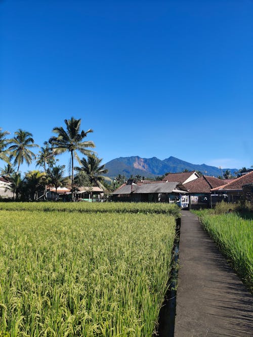 Kostenloses Stock Foto zu acker, außerorts, aussicht