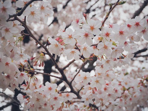 Kostenloses Stock Foto zu japan, kirschblüte, stadt