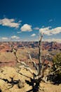 晴朗的天空下，大峡谷的壮丽景色中有一棵突出的光秃秃的树