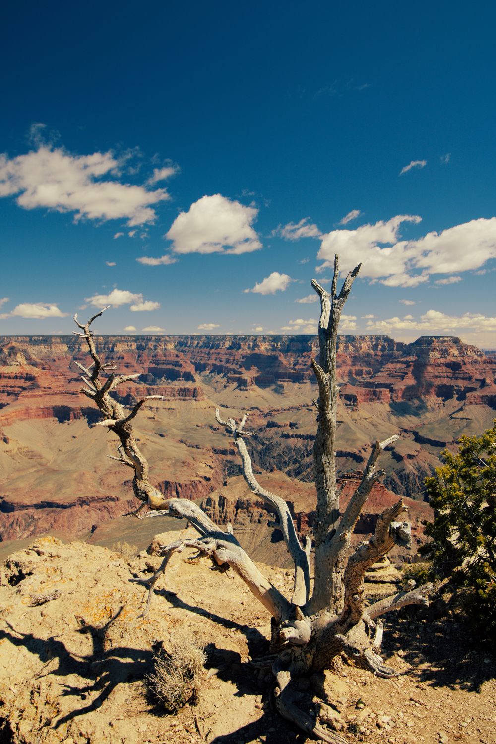 Cbare Tree Bare Tree · Free Stock Photo