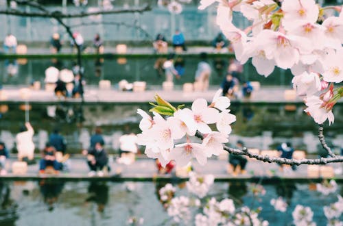 Ảnh lưu trữ miễn phí về Hoa anh đào, Nhật Bản, thành phố