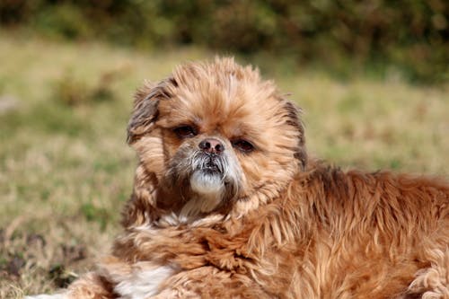 Immagine gratuita di piccolo cane