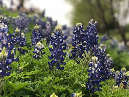 Foto d'estoc gratuïta de austin, blau, bluebonnet