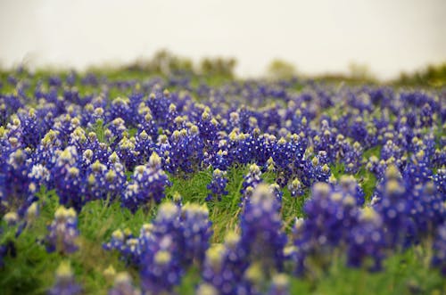 Foto d'estoc gratuïta de austin, blau, bluebonnet