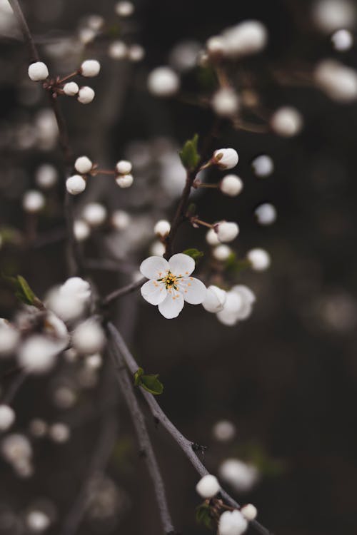 Безкоштовне стокове фото на тему «бруньки, весна, весняні квіти»