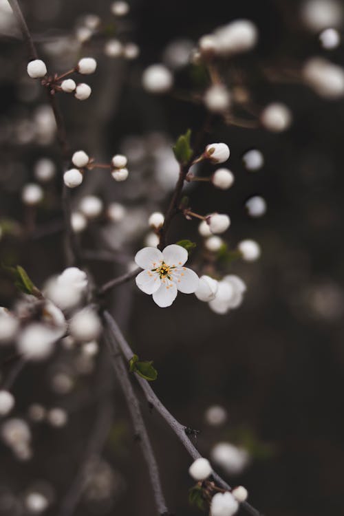 White Flowers