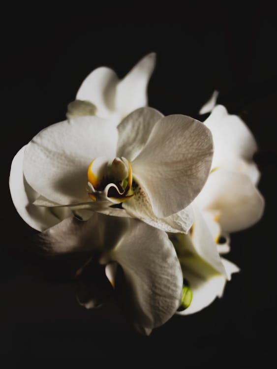 Foto De Primer Plano De La Orquídea Blanca En Fondo Negro · Foto de stock  gratuita