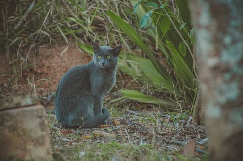 Free A gray cat with striking eyes sits calmly amidst garden foliage. Stock Photo
