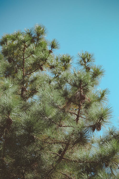 免费 蓝蓝的天空下绿叶的树 素材图片