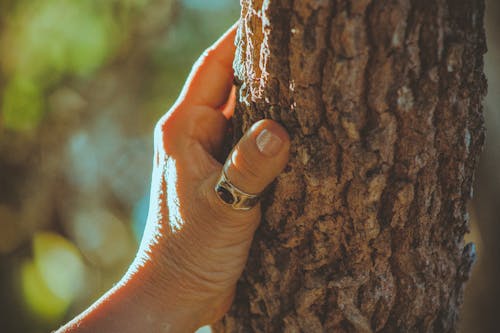 Fotobanka s bezplatnými fotkami na tému človek, držanie, kmeň stromu