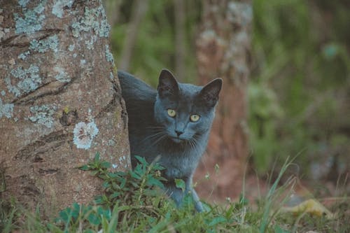 무료 나무 뒤에 서있는 회색 고양이의 사진 스톡 사진