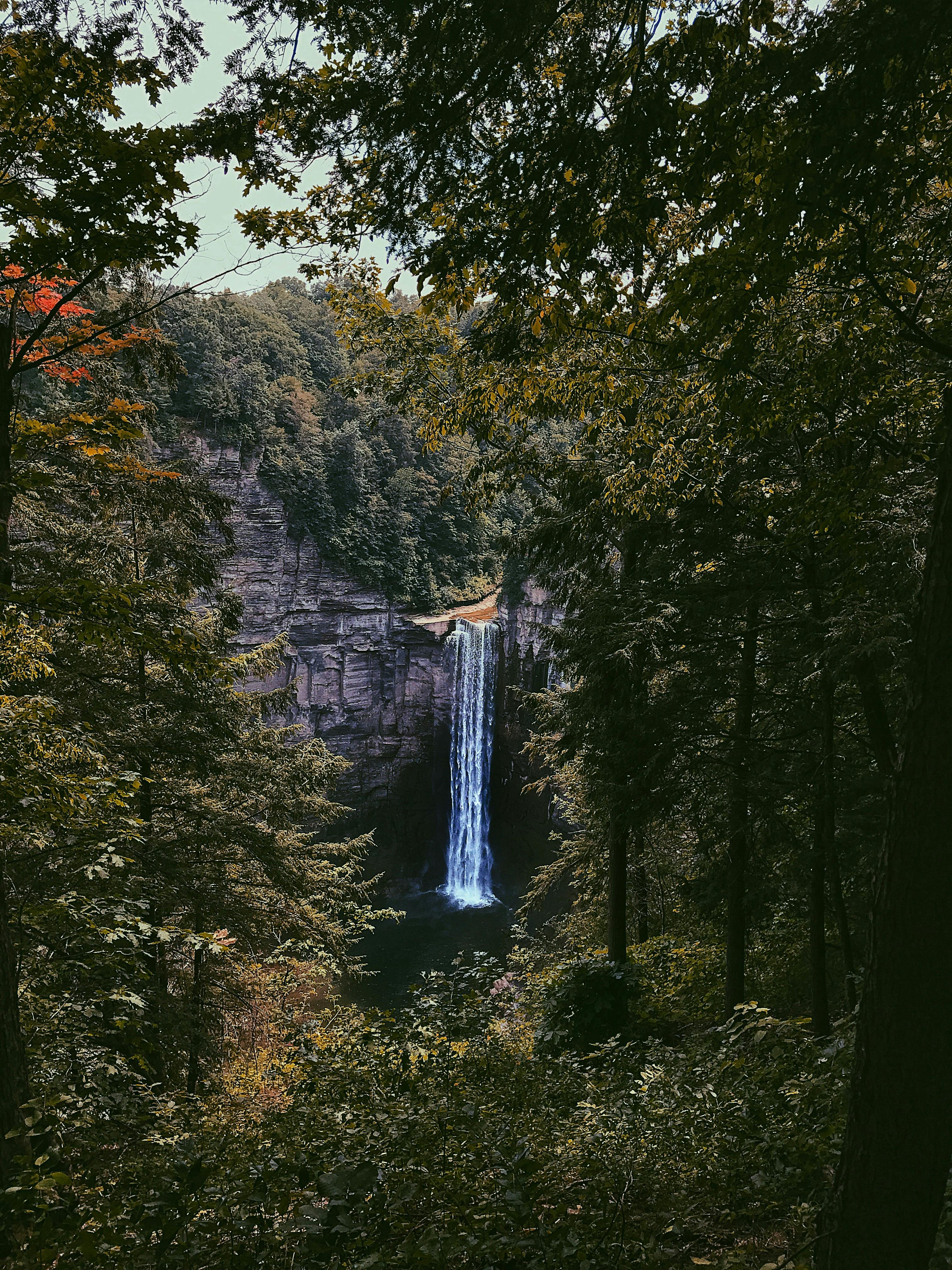 阳光明媚的日子里，瀑布从茂密的绿色森林中倾泻而下，景色令人惊叹