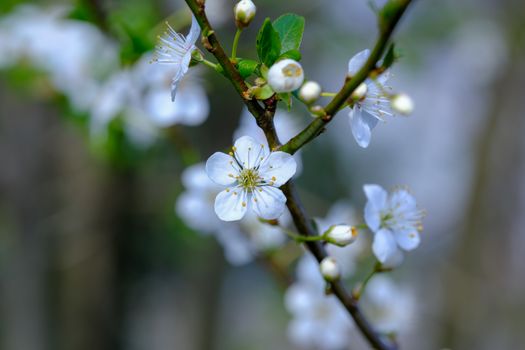 Delicate white blossoms blooming on a tree branch, signaling the beauty of spring.