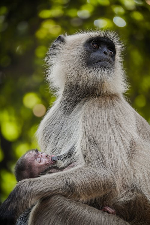 Kostenloses Stock Foto zu affe, baby, haar