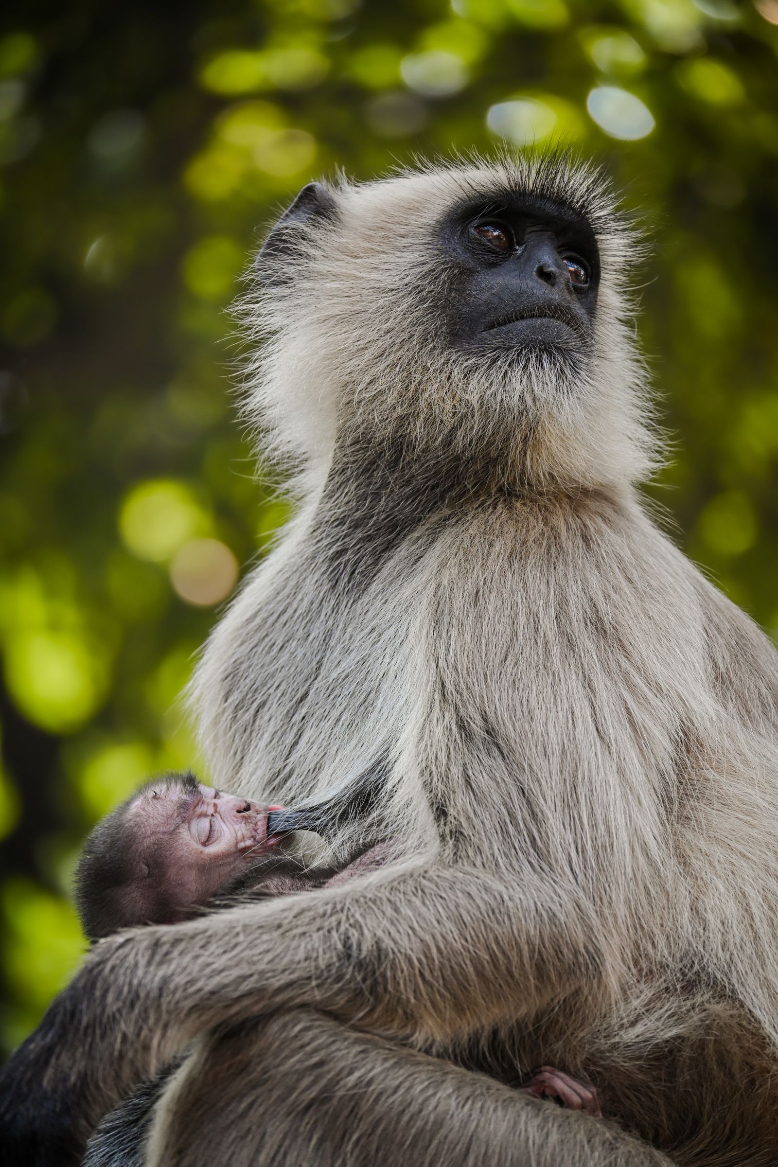 Selective Focus Photography of Brown Monkey · Free Stock Photo