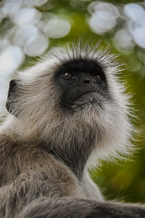 Kostenloses Stock Foto zu affen, auge, baby-affe