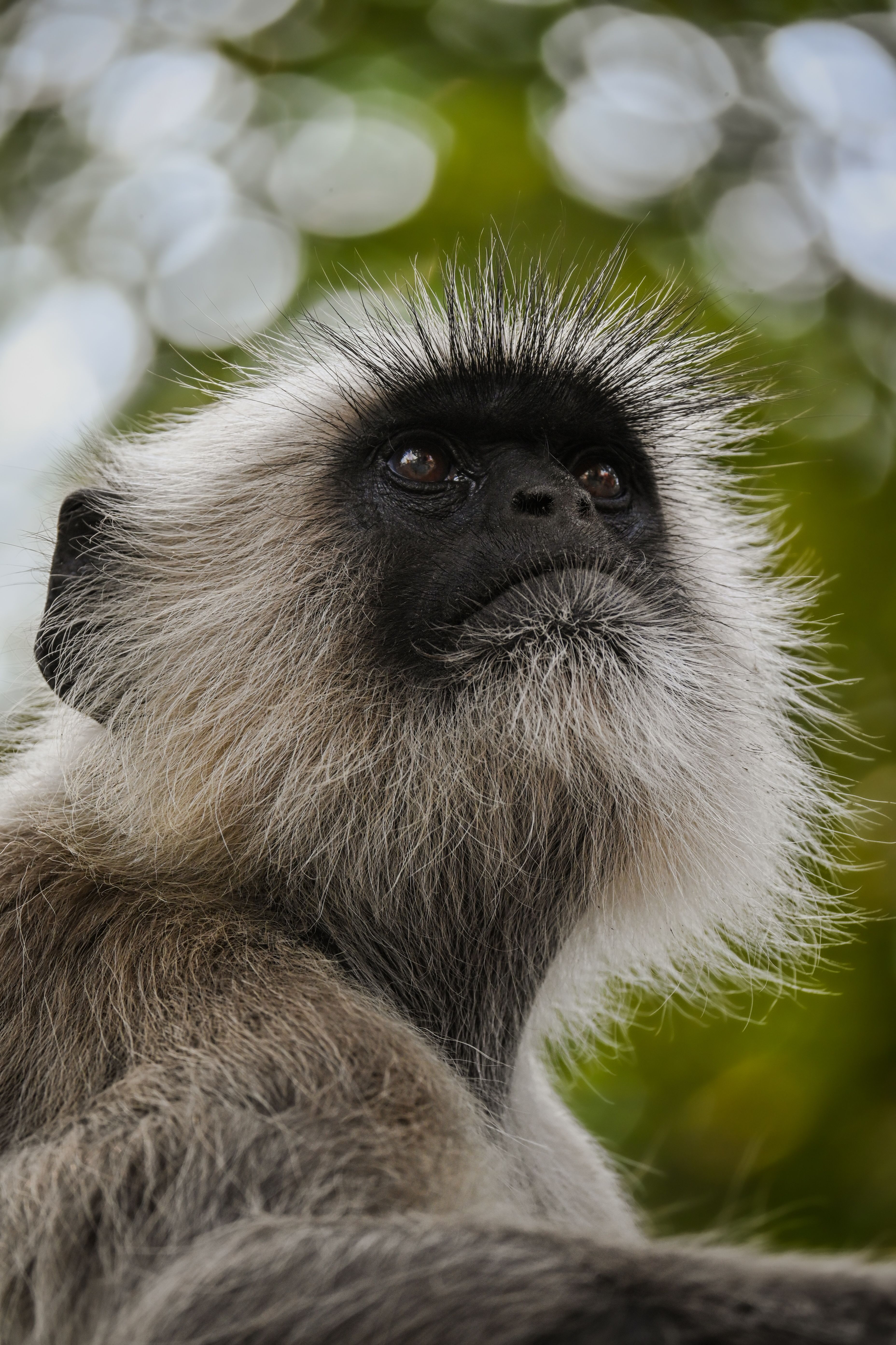 Grey and White Monkey on Tree Branch · Free Stock Photo