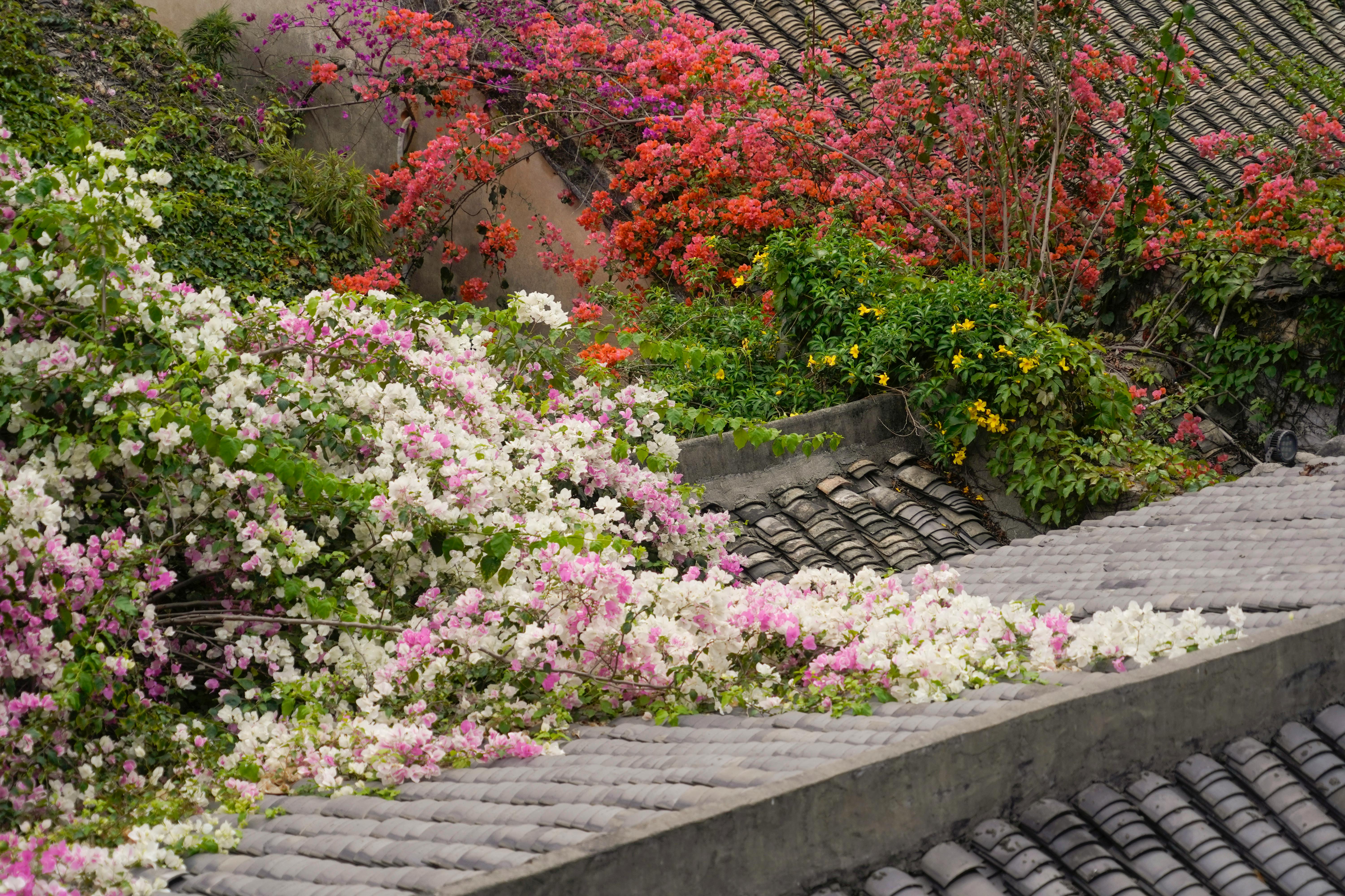 Rooftop Gardening Tips for Boosting Biodiversity