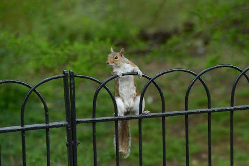 A squirrel is standing on a fence