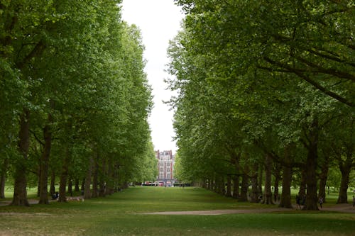 A large tree lined park with a building in the background