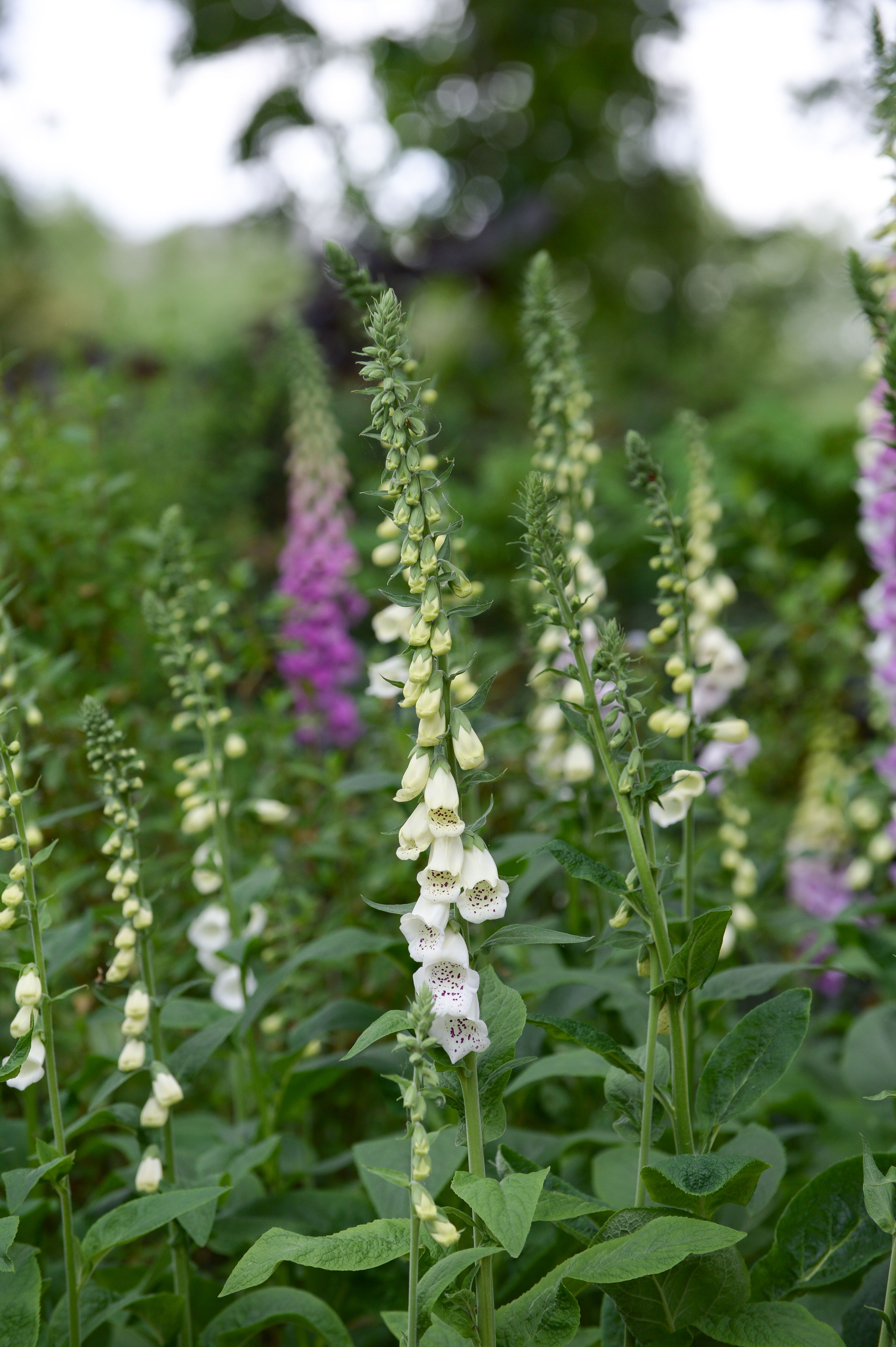 White and Purple Flowers on a Field · Free Stock Photo