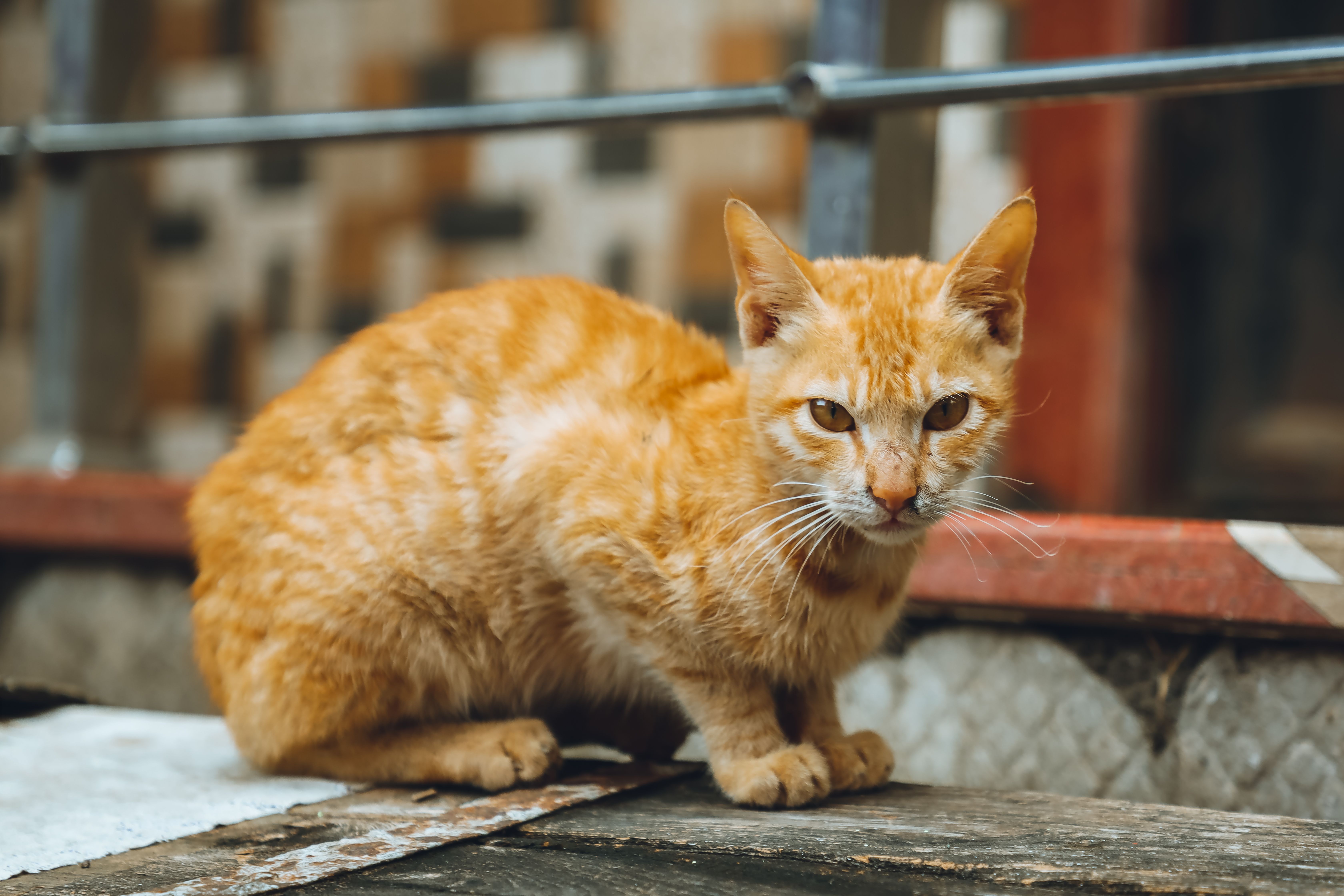 Stray Ginger Cat · Free Stock Photo