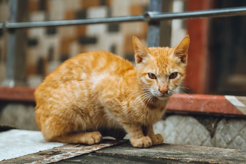 Free A ginger stray cat attentively staring while sitting outdoors. Captures the essence of urban feline life. Stock Photo
