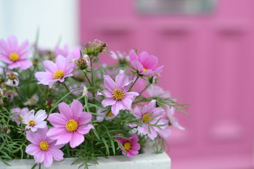 Δωρεάν στοκ φωτογραφιών με θύρα, Λονδίνο, λουλούδια