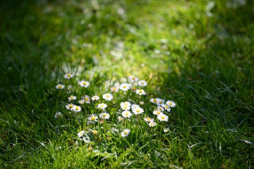 Free Bright and fresh daisies blooming on a lush green summer lawn. Stock Photo
