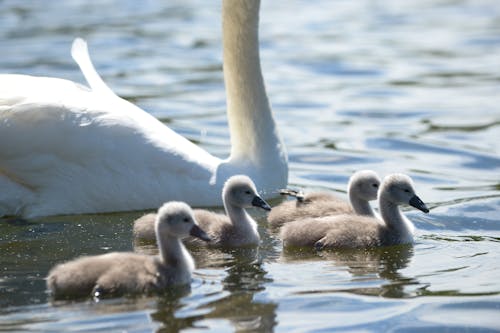 A swan and her babies are swimming in the water