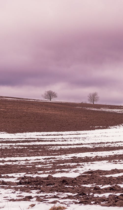 A field with a tree and snow covered ground