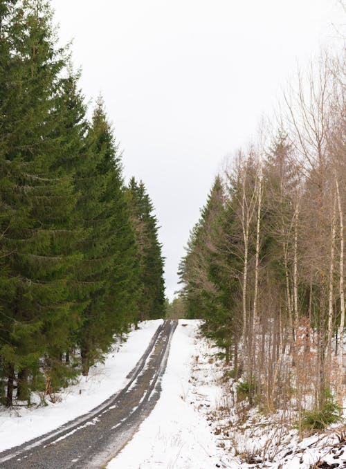 A snowy road with trees on either side