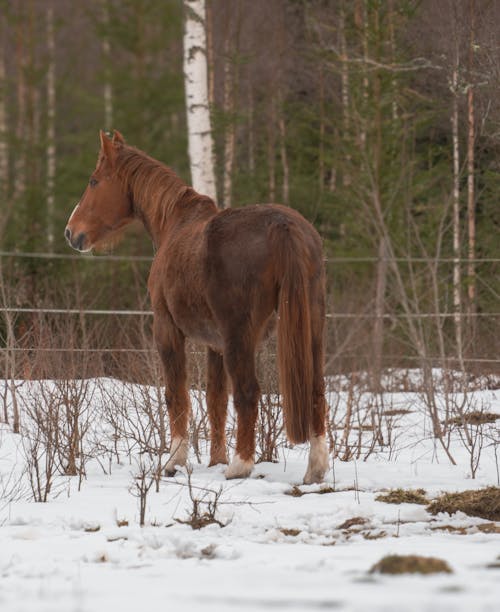 A horse standing in the snow in a field