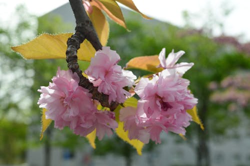 blumen, güzel çiçek, hoo hoa içeren Ücretsiz stok fotoğraf