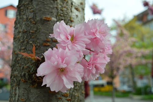 Gratis lagerfoto af smuk blomst