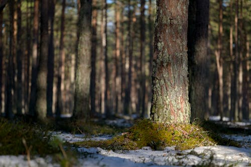 คลังภาพถ่ายฟรี ของ ต้นไม้, ปาร์ค, หิมะ