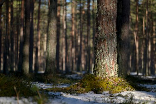 Free A tranquil forest scene with sunlight filtering through trees, highlighting bark and winter snow. Stock Photo