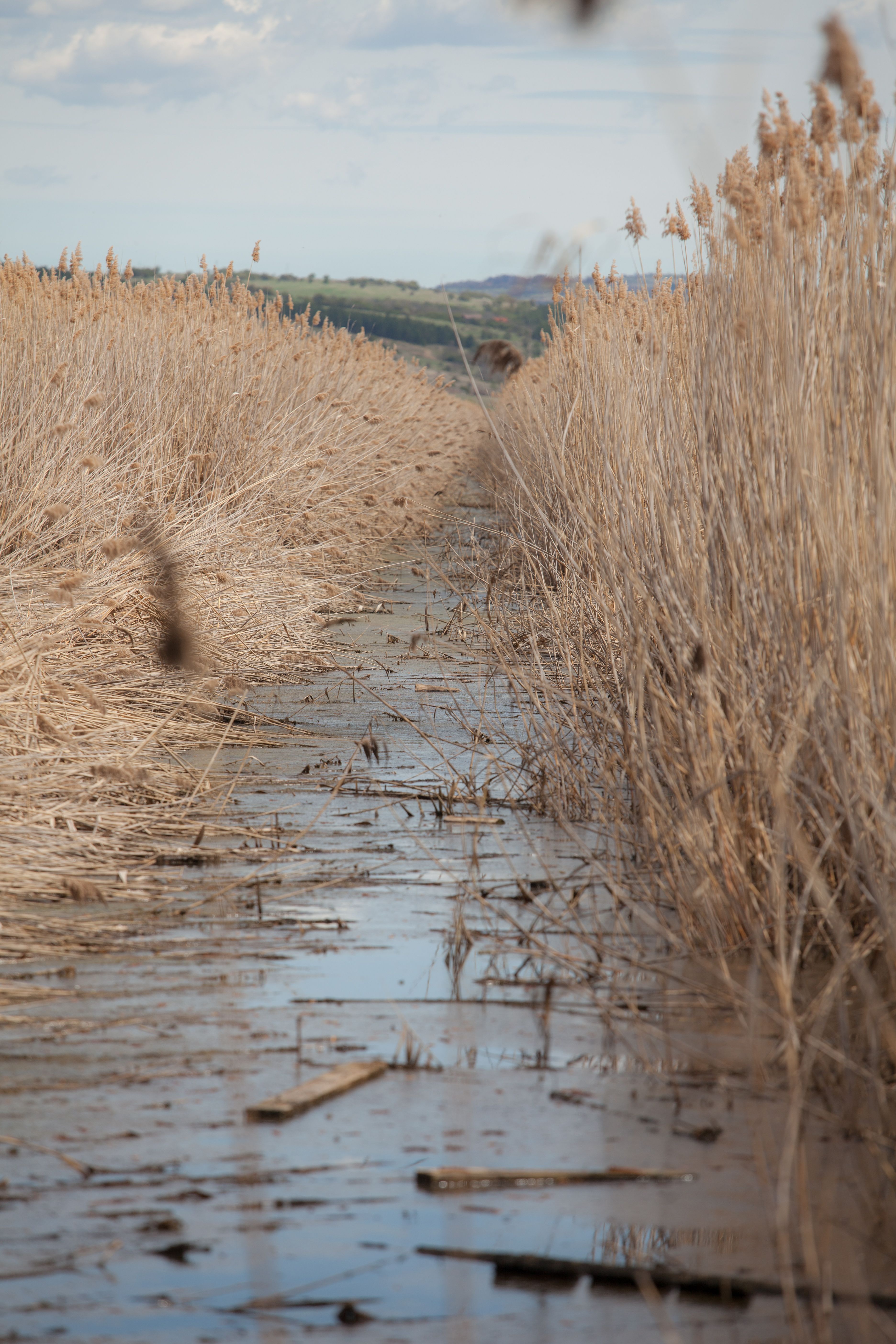Swamp on a Field · Free Stock Photo