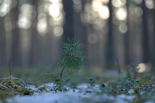 Free A small pine tree is growing in the snow Stock Photo