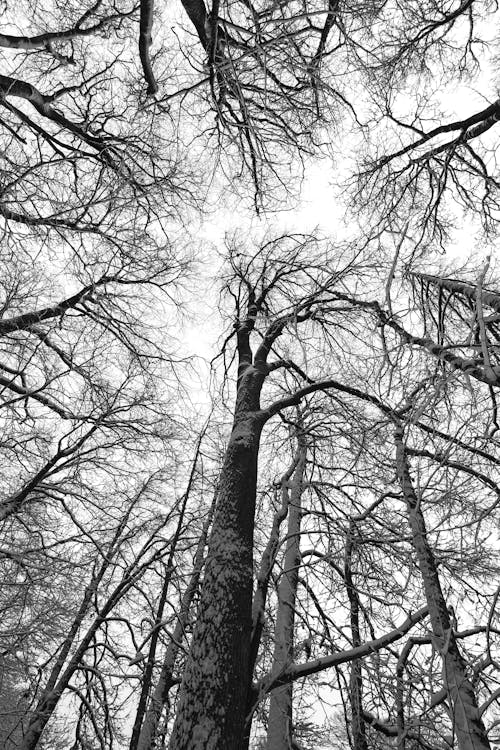 Základová fotografie zdarma na téma černobílý, neúrodná, park